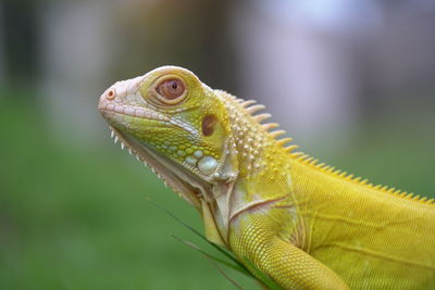 Close-up of lizard