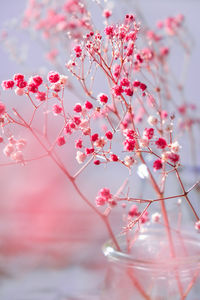 Gypsophila or baby's breath flowers beautiful pink flower blooming with soft light. selective focus. 