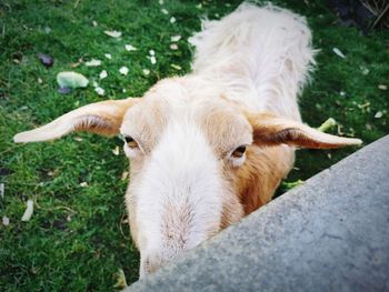 Close-up portrait of goat on field