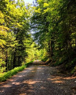 Dirt road passing through forest