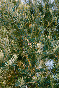 Close-up of pine tree