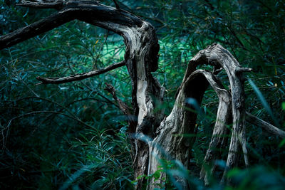 Close-up of tree trunk in forest