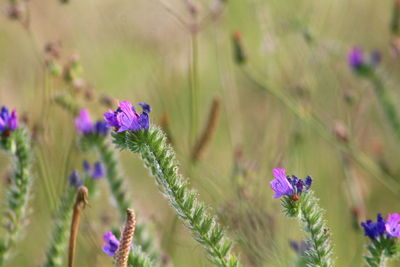 Close-up of purple flowering plants on field