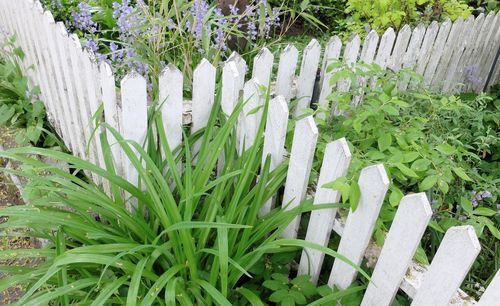 Plants growing in garden