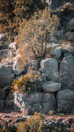 View of rock formation in forest