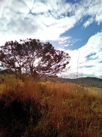 Scenic view of grassy field against sky