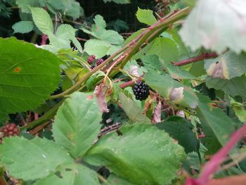 Close-up of caterpillar on plant