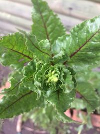 Close-up of fresh green plant