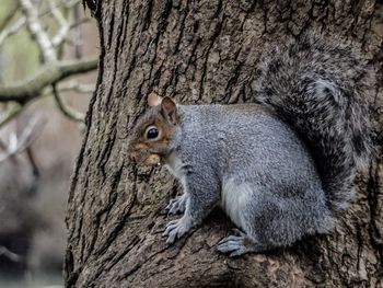 Close-up of squirrel on tree trunk