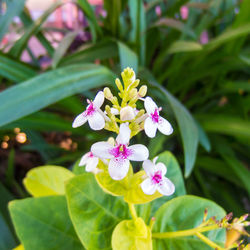 Close-up of flowers blooming outdoors