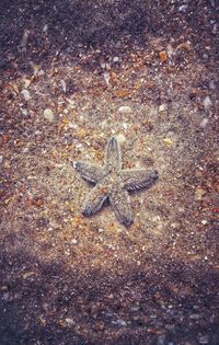 High angle view of lizard on sea