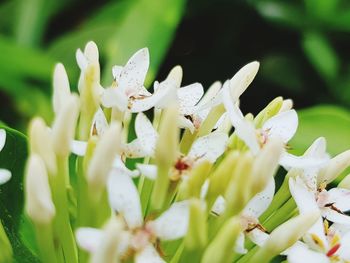 Close-up of white flowering plant