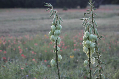 Close-up of plants growing on field