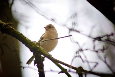 Low angle view of bird perching on tree