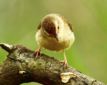 Close-up of bird perching on a tree