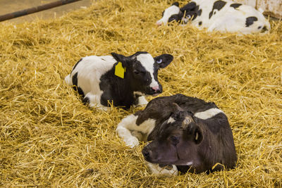Calves relaxing on hay
