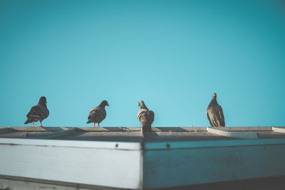 Low angle view of seagulls perching on roof