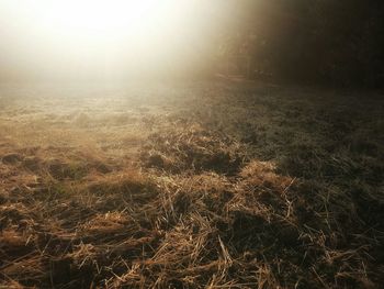 Scenic view of grassy field against sky