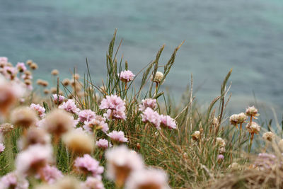 Close-up of pink flowering plants on land