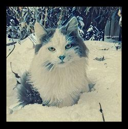 Close-up portrait of cat