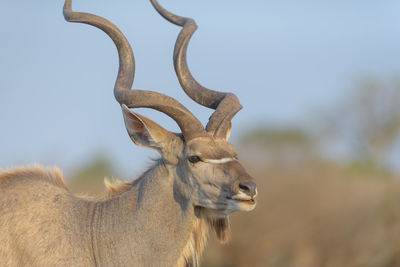 Deer standing on field