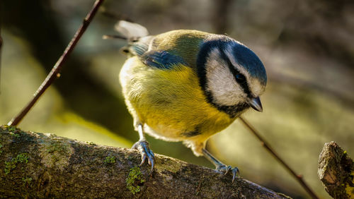 Close-up of bird perching