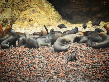 Flock of sheep on rock