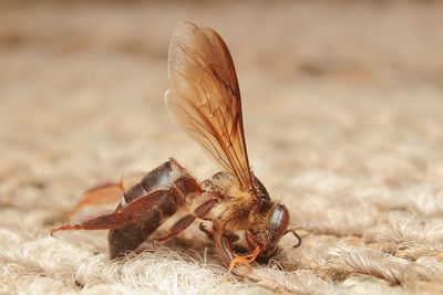 Close-up of insect on land