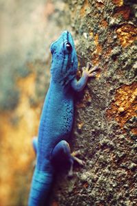 Close-up of lizard