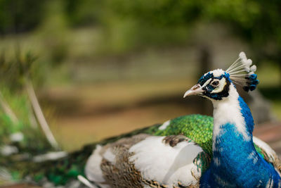 Close-up of a peacock