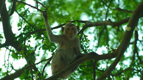 Low angle view of monkey on tree