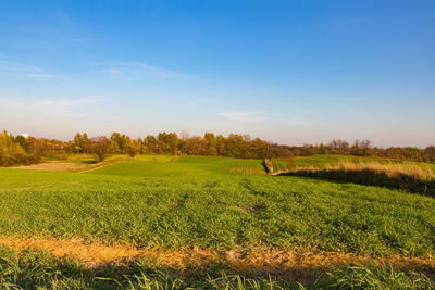 Scenic view of field against sky