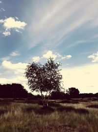 Tree in field against sky