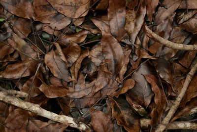 Close-up of dried autumn leaves on field