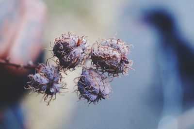 Close-up of wilted plant