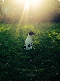 Dog standing on grassy field