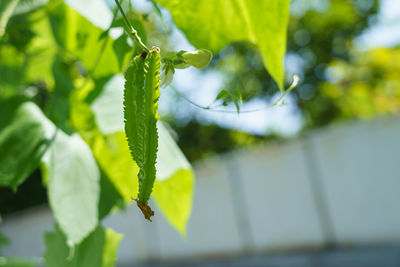 Close-up of fresh green leaves on plant