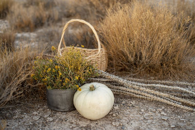 White pumpkin, wildflowers, dried cactus, basket in mojave desert autumn