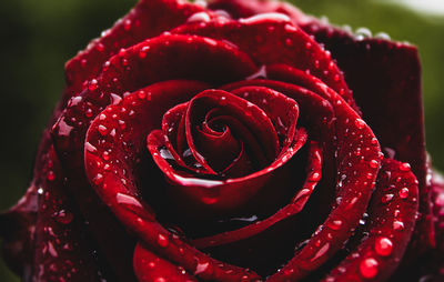 Close-up of wet red rose