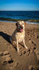 Portrait of dog on beach by sea 