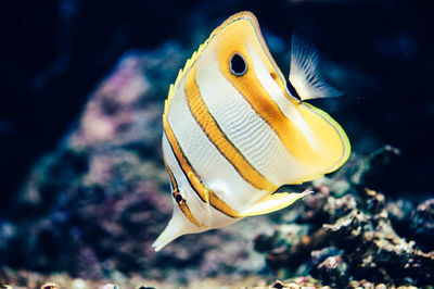 Close-up of butterflyfish swimming in tank at aquarium