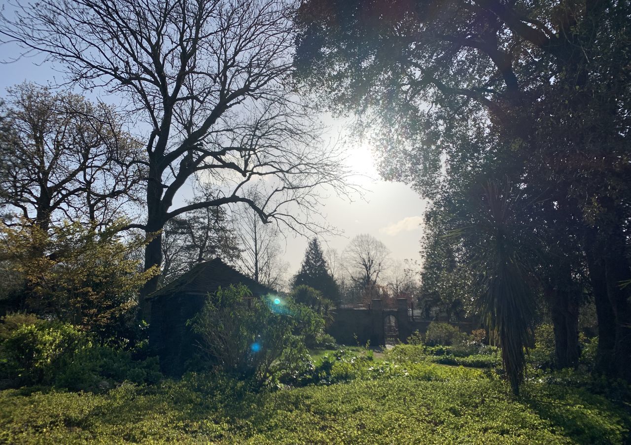 TREES GROWING ON FIELD AGAINST SKY