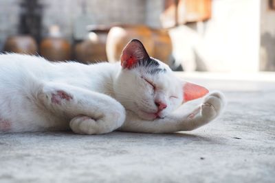 Close-up of cat sleeping outdoors