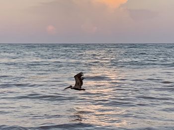 Bird in a sea