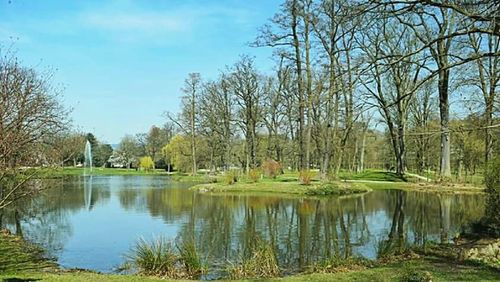 Reflection of trees in water