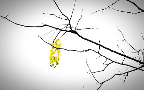 Close-up of flower tree against sky