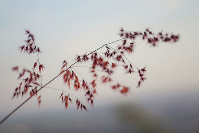 Low angle view of flowering plant against sky