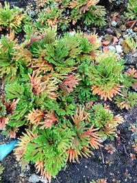 High angle view of plants growing on field