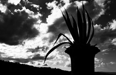 Low angle view of silhouette flower against sky