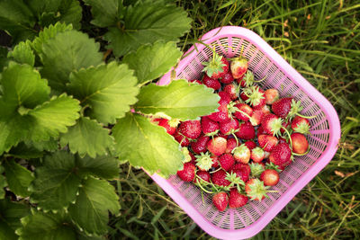 High angle view of strawberries growing in container
